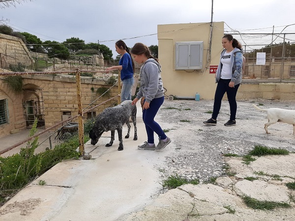 Приют для бездомных животных на Мальте