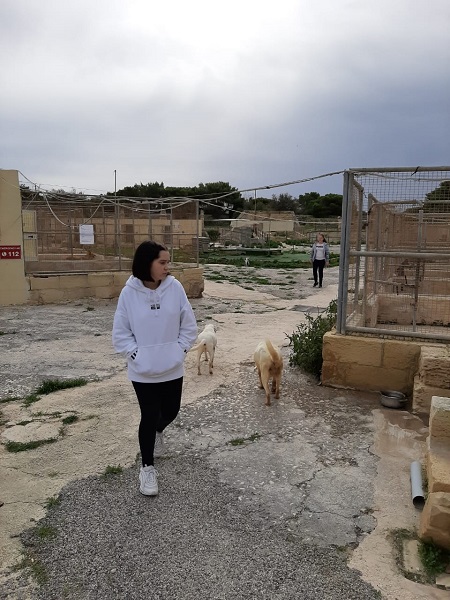 Приют для бездомных животных на Мальте